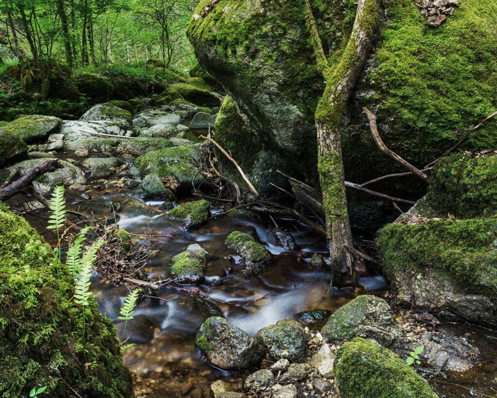 Wald, Naturfoto